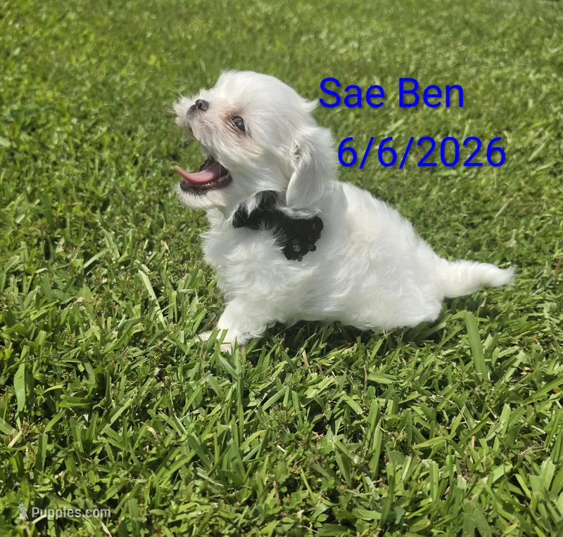 Boy 1 Sae Ben – Maltese puppy for sale in Jacksonville, NC