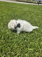 Boy 1 Sae Ben, a male Maltese for sale in Jacksonville, NC – 8 of 9
