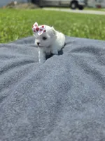 Gigi, a female Maltese for sale in Jacksonville, NC – 9 of 9