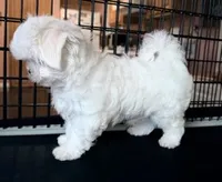 Jasper, a male Maltese for sale in Jacksonville, NC – 4 of 7