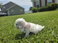 Chanel       Tiny girl, a female Maltese for sale in Jacksonville, NC – 6 of 10