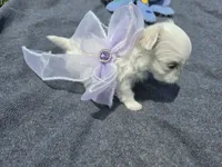 Chanel       Tiny girl, a female Maltese for sale in Jacksonville, NC – 9 of 10
