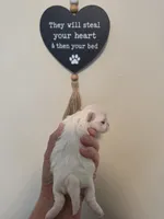 Boy 2, a male Maltese for sale in Jacksonville, NC – 5 of 9