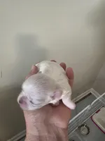 Boy 2, a male Maltese for sale in Jacksonville, NC – 4 of 9