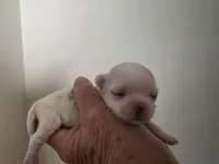 Boy 2, a male Maltese for sale in Jacksonville, NC – 2 of 9