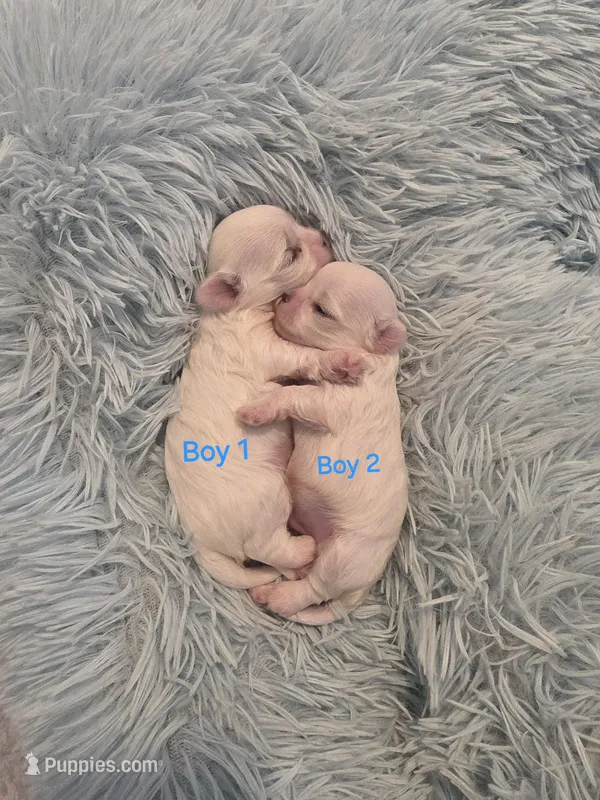 Boy 2 – Maltese puppy for sale in Jacksonville, NC