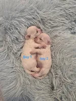 Boy 2, a male Maltese for sale in Jacksonville, NC – 1 of 9