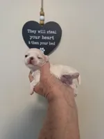 Boy 2, a male Maltese for sale in Jacksonville, NC – 9 of 9