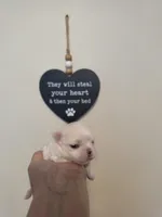 Boy 2, a male Maltese for sale in Jacksonville, NC – 8 of 9
