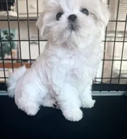 Jasper, a male Maltese for sale in Jacksonville, NC – 7 of 7