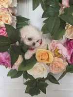 Boy 2 Sae BJ, a male Maltese for sale in Jacksonville, NC – 4 of 9