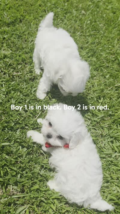 Boy 1 Sae Ben, a male Maltese for sale in Jacksonville, NC – 3 of 9