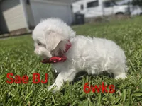 Boy 2 Sae BJ, a male Maltese for sale in Jacksonville, NC – 7 of 9