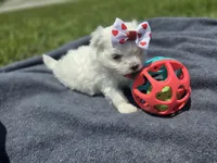 Gigi, a female Maltese for sale in Jacksonville, NC – 8 of 9
