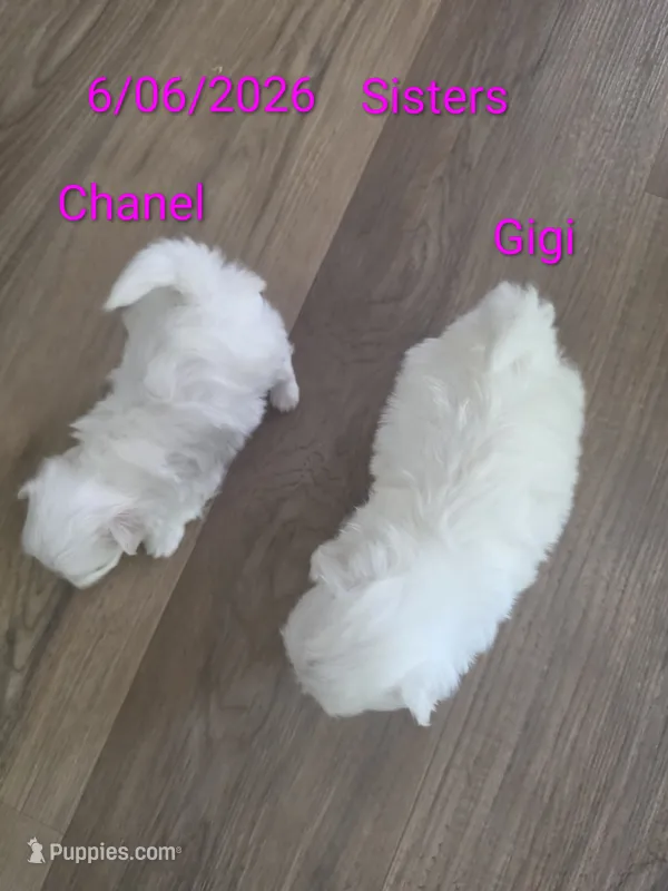 Gigi – Maltese puppy for sale in Jacksonville, NC