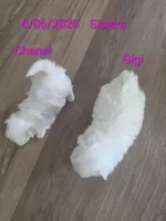 Gigi, a female Maltese for sale in Jacksonville, NC – 1 of 9