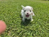 Chanel       Tiny girl, a female Maltese for sale in Jacksonville, NC – 7 of 10