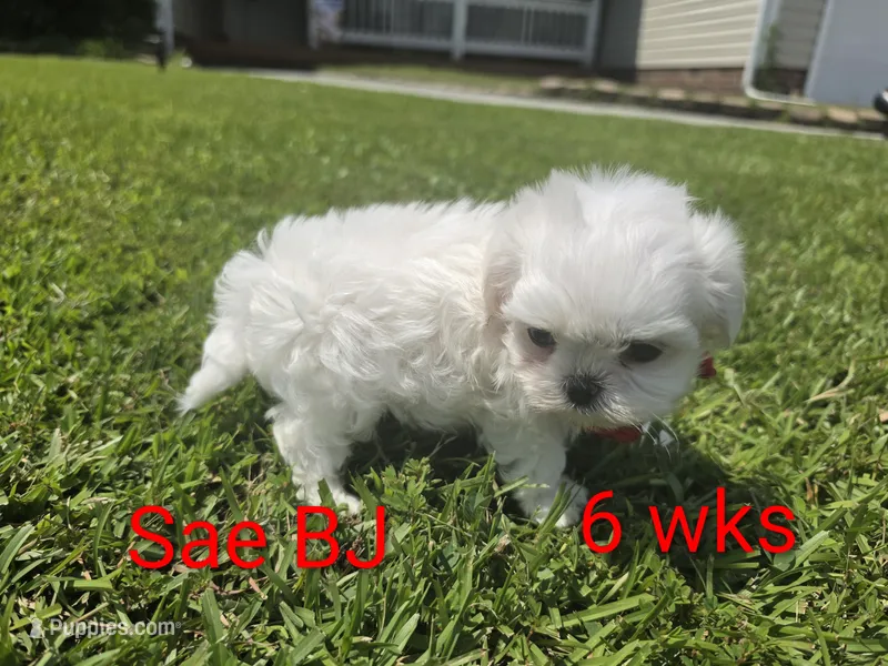 Boy 2 Sae BJ – Maltese puppy for sale in Jacksonville, NC