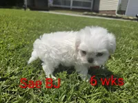 Boy 2 Sae BJ, a male Maltese for sale in Jacksonville, NC – 1 of 9