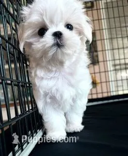 Jasper – Maltese puppy for sale in Jacksonville, NC