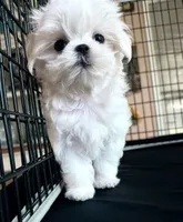 Jasper, a male Maltese for sale in Jacksonville, NC – 1 of 7