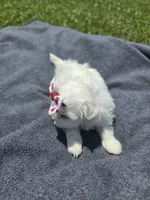 Gigi, a female Maltese for sale in Jacksonville, NC – 6 of 9
