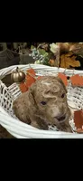 Prince , a male Miniature Goldendoodle for sale in Gastonia, NC – 3 of 5