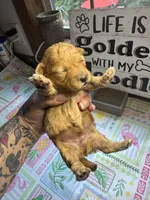 Riser, a female Miniature Goldendoodle for sale in Gastonia, NC – 3 of 6