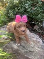 Prissy pants, a female Miniature Goldendoodle for sale in Gastonia, NC – 3 of 10