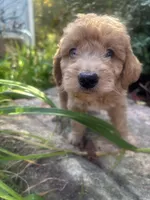One blue eyed boy! (Rare), a male Miniature Goldendoodle for sale in Gastonia, NC – 3 of 10
