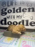 Riser, a female Miniature Goldendoodle for sale in Gastonia, NC – 6 of 6