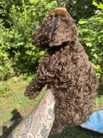 Hershey, a male Goldendoodle for sale in Gastonia, NC – 7 of 10