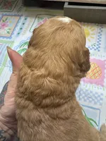 Rufus , a male Miniature Aussiedoodle and Miniature Goldendoodle for sale in Gastonia, NC – 2 of 5