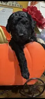 Raven, a  Miniature Goldendoodle for sale in Gastonia, NC – 5 of 6