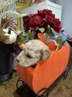 Candi , a female Miniature Goldendoodle for sale in Gastonia, NC – 4 of 5