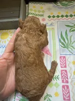Ruby, a female Miniature Goldendoodle for sale in Gastonia, NC – 2 of 3