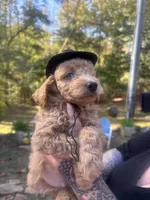 One blue eyed boy! (Rare), a male Miniature Goldendoodle for sale in Gastonia, NC – 8 of 10