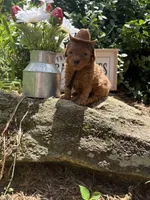 Cowboy toy/micro, a male Poodle - Toy  and Miniature Goldendoodle for sale in Gastonia, NC – 9 of 9