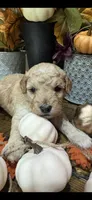 Candi , a female Miniature Goldendoodle for sale in Gastonia, NC – 5 of 5