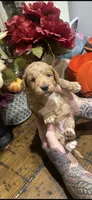 Leaves, a male Miniature Goldendoodle for sale in Gastonia, NC – 3 of 4
