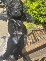 Black beauty , a female Miniature Goldendoodle for sale in Gastonia, NC – Photo 4 of 5