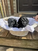 Black beauty , a female Miniature Goldendoodle for sale in Gastonia, NC – Photo 5 of 5