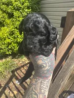 Black beauty , a female Miniature Goldendoodle for sale in Gastonia, NC – Photo 3 of 5