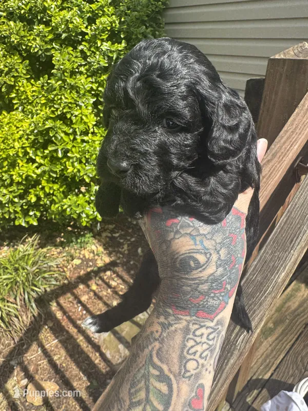 Black beauty  – Miniature Goldendoodle puppy for sale in Gastonia, NC