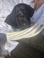 Black beauty , a female Miniature Goldendoodle for sale in Gastonia, NC – Photo 2 of 5