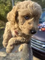 One blue eyed boy! (Rare), a male Miniature Goldendoodle for sale in Gastonia, NC – 6 of 10