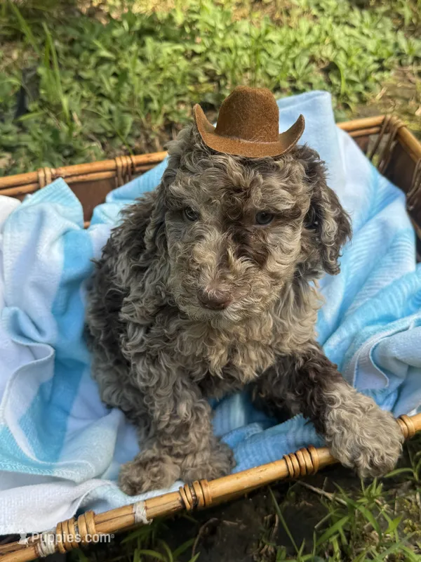Lucky – Goldendoodle puppy for sale in Gastonia, NC