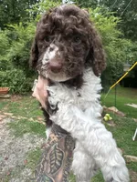King, a male Labradoodle and Poodle - Standard  for sale in Gastonia, NC – 3 of 10