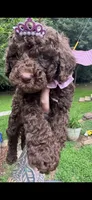 Kisses, a female Labradoodle and Poodle - Standard  for sale in Gastonia, NC – 5 of 8