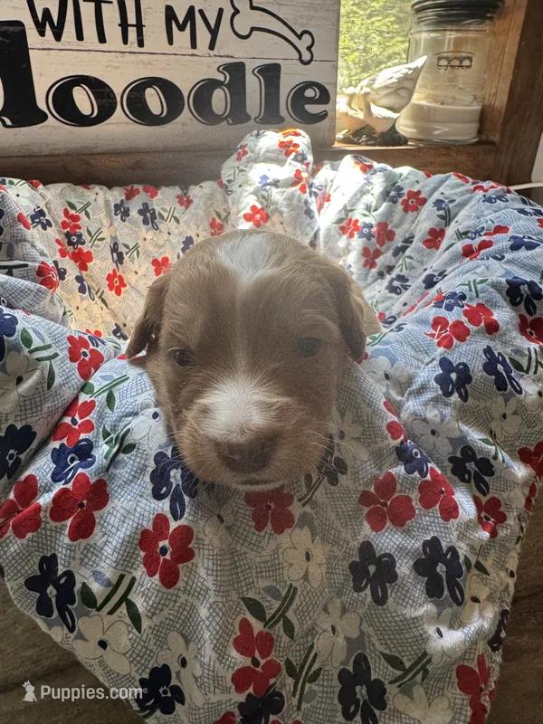 Rolo – Miniature Aussiedoodle, Miniature Goldendoodle puppy for sale in Gastonia, NC